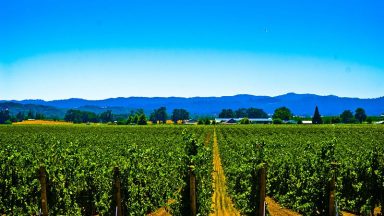 Wine Oh TV Taste Alexander Valley