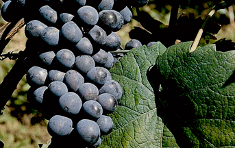 BARBERA