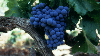 Cabernet Sauvignon