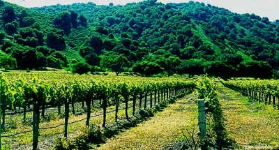 Albatross Ridge Wine Takes Flight in Carmel - Wine Oh! TV