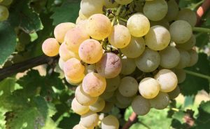 Italy’s Next “It” Wine Is Here and I Bet You’ve Never Heard Of It! Lugana DOC (VIDEO) 0
