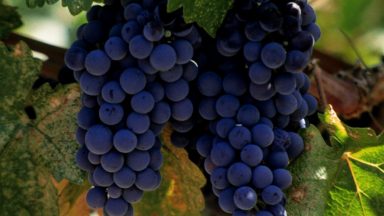 Wine Oh TV Merlot