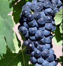 Petite Sirah