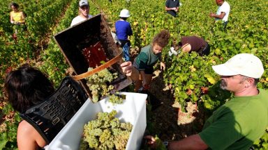 Wine Oh TV Wine Harvest Around the World