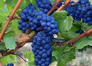 Wine Oh TV Pinot Noir