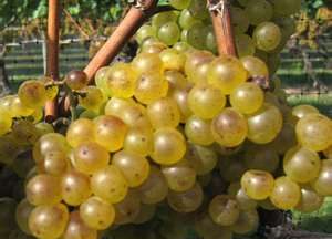 Wine Oh TV Chardonnay